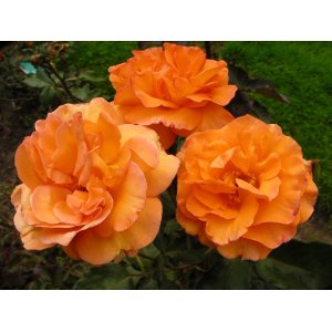 Ruža popínavá (Rosa climber) ´WESTERLAND´® - výška 110-140 cm, kont. C5L